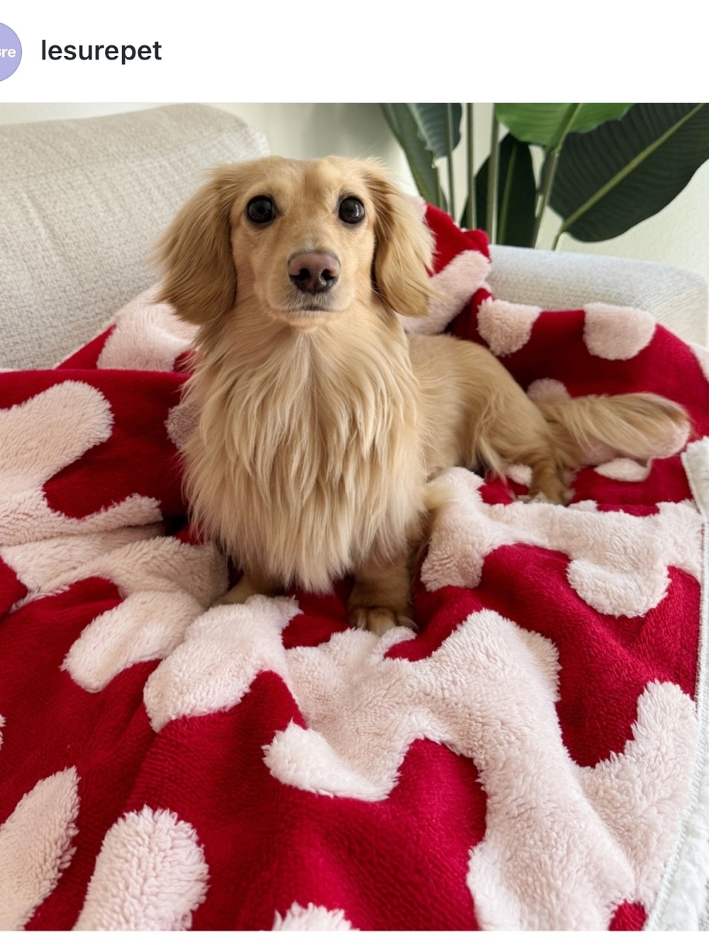 Waterproof dog blanket-new